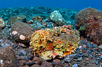 Reef stonefish (Synanceia verrucosa) hiding amongst rocks in shallow water. Seraya, Bali, Indonesia. Java Sea.