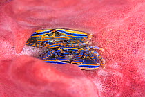Pair of Sponge porcelain crabs (Aliaporcellana sp.) shelter in groove of large Barrel sponge (Xestospongia testudinaria) Seraya, Bali, Indonesia. Java Sea.
