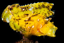 Backlit leaf scorpionfish (Taenianotus triacanthus) yawning. Probably warning. Amed, Bali, Indonesia. Java Sea.