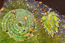 Tiny (7mm) herbivorous sap-sucking seaslug (Costasiella kuroshimae) crawling over piece of algae next to its circular egg ribbon. Seraya, Bali, Indonesia. Java Sea