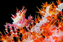 Candy crab (Hoplophrys oatesii) on Dendronephthya soft coral bush. Tulamben Bay, Bali, Indonesia. Java Sea.
