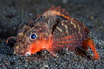 Painted stingfish (Minous pictus) crawling over the sand on modified pectoral fins at night. Bitung, North Sulawesi, Indonesia, South East Asia. Lembeh Strait, Molucca Sea.