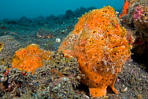 Pair of Painted frogfish (Antennarius pictus) the smaller male is guarding the female prior to mating. Bitung, North Sulawesi, Indonesia. Lembeh Strait, Molucca Sea.