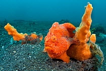 Golf-ball sized Painted frogfish (Antennarius pictus) waits to ambush prey disguised as an orange sponge. Bitung, North Sulawesi, Indonesia. Lembeh Strait, Molucca Sea.