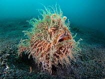 RF- Wide angle portrait of Hairy frogfish (Antennarius striatus) waiting to ambush prey on black sand slope. Lembeh Strait, North Sulawesi, Indonesia. Molucca Sea. (This image may be licensed either a...