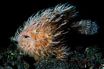 Portrait of Hairy frogfish (Antennarius striatus) lying in wait for prey on the sand. This large individual was probably female. Aer Prang, Bitung, North Sulawesi, Indonesia. Lembeh Strait, Molucca Se...