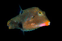Portrait of Papuan toby (Canthigaster papua) Bitung, North Sulawesi, Indonesia. Lembeh Strait, Molucca Sea.