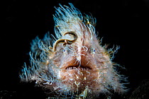 Hairy frogfish (Antennarius striatus) using its worm shaped lure to attract prey. Aer Prang, Bitung, North Sulawesi, Indonesia. Lembeh Strait, Molucca Sea.