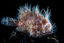 Portrait of Hairy frogfish (Antennarius striatus) lying in wait for prey on the sand. This large individual was probably female. Aer Prang, Bitung, North Sulawesi, Indonesia. Lembeh Strait, Molucca Se...