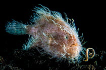 Portrait of Hairy frogfish (Antennarius striatus) attempting to attract prey with its worm shaped lure. Aer Prang, Bitung, North Sulawesi, Indonesia. Lembeh Strait, Molucca Sea.