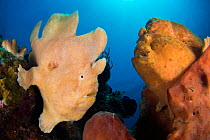 Pair of Giant frogfish (Antennarius commersoni), male on the left, female above on right on sponges. Bitung, North Sulawesi, Indonesia. Lembeh Strait, Molucca Sea.