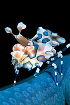 Harlequin shrimp (Hymenocera elegans) on blue sea star. This species of shrimps feeds on starfish, turning them upsidedown and keeping them as living larder. Bitung, North Sulawesi, Indonesia. Lembeh...