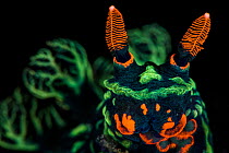 High magnification photo of Nudibranch (Nembrotha kubaryana), showing orange mouth parts and sensory rhinophores, and green gills (out of focus) Bitung, North Sulawesi, Indonesia. Lembeh Strait, Moluc...