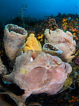 Trio Giant frogfish (Antennarius commerson) female and two males. Bitung, North Sulawesi, Indonesia. Lembeh Strait, Molucca Sea.