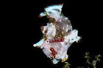 Warty frogfish (Antennarius maculatus) swimming over the seabed, by gulping in water, then closing its mouth and squirting the water out of vents by its pelvic fins. Anilao, Batangas, Luzon, Philippin...