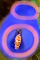 Amphipod (Amphipoda) living inside sea squirt (Rhopalaea sp.) Anilao, Batangas, Luzon, Philippines. Verde Island Passages, Tropical West Pacific Ocean.