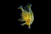 Geographic sea hare (Syphonota geographica) swimming using its parapodial lobes as flapping wings. Anilao, Batangas, Luzon, Philippines. Verde Island Passages, Tropical West Pacific Ocean.