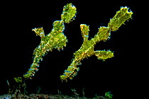Pair of Rough snout ghostpipefish (Solenostomus paegnius), with female with egg pouch in front of male. Anilao, Batangas, Luzon, Philippines. Verde Island Passages, Tropical West Pacific Ocean.