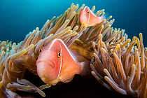 Pair of Pink anemonefish (Amphiprion perideraion) within their host Magnificent sea anemone (Heteractis magnifica) Anilao, Batangas, Luzon, Philippines. Verde Island Passages, Tropical West Pacific Oc...
