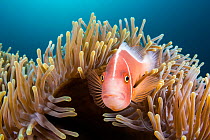 Pink anemonefish (Amphiprion perideraion) looks out from its host Magnificent sea anemone (Heteractis magnifica) Anilao, Batangas, Luzon, Philippines. Verde Island Passages, Tropical West Pacific Ocea...