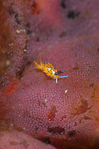 Tiny egg-eating nudibranch (Favorinus tsurganus) crawling over egg ribbon of much larger species of nudibranch. Anilao, Batangas, Luzon, Philippines. Verde Island Passages, Tropical West Pacific Ocean...