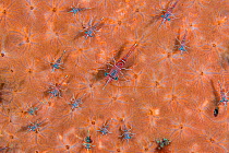 Dancing shrimps (Rhynchocinetes durbanensis) on an orange sponge.  Anilao, Batangas, Luzon, Philippines. Verde Island Passages, Tropical West Pacific Ocean.