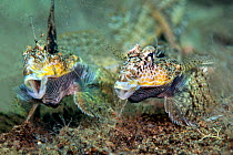 Pair of male Longtail dragonets (Callionymus neptunius) aggressively displaying to each other, Dauin, Dumaguete, Negros, Philippines. Bohol Sea, Tropical West Pacific Ocean.