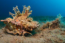 Devil scorpionfish (Inimicus didactylus) moves across sandy seabed. Dauin, Dumaguete, Negros, Philippines. Bohol Sea, Tropical West Pacific Ocean.