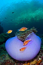 Group of Pink anemonefish (Amphiprion perideraion) on their host Magnificent sea anemone (Heteractis magnifica) Boo West, Misool, Raja Ampat, West Papua, Indonesia. Ceram Sea.