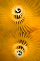 High magnification detail of filter feeding appendage of Christmas tree worm (Spirobranchus giganteus) Misool, Raja Ampat, West Papua, Indonesia. Ceram Sea, Tropical West Pacific Ocean.
