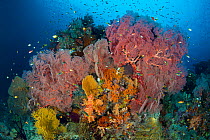 Thriving reef scene, with Seafans (Melithaea sp.) and reef fish. Boo West, Misool, Raja Ampat, West Papua, Indonesia. Ceram Sea.
