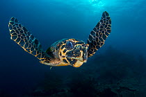 Large male Hawksbill turtle (Eretmochelys imbricata) swimming in open water. Tank Rock, Fiabacet, Misool, Raja Ampat, West Papua, Indonesia. Tropical West Pacific Ocean. Ceram Sea.