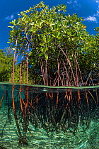 Stand of mangrove trees with their roots in the water. Yanggefo Island, Gam Island, Raja Ampat. Dampier Strait, Tropical West Pacific Ocean.