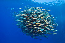 Large school of Bohar snappers (Lutjanus bohar) which have gathered in the summer in the Red Sea for spawning. Shark Reef, Ras Mohammed Marine Park, Sinai, Egypt. Red Sea.