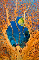 RF- Male Golden damselfish (Amblyglyphidodon aureus) guarding  clutch of eggs, which the female has laid in the nest he has created in the centre of seafan (Annella mollis) East of Eden, Similan Islan...