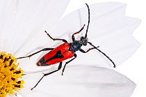Longicorn Beetles (Stenurella bifasciata) Italy, July.