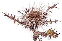 Common Carline Thistle (Carlina vulgaris) dried flower head, Italy, September.