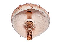 Parasol mushroom (Macrolepiota procera) view of gills, Podere Montecucco, near Orvieto, Umbria, Italy, October.