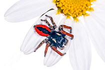 Jumping spider (Philaeus chrysops) in garden at Podere Montecucco, Orvieto, Umbria, Italy, June.