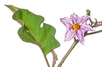 Auberginevegetable  (Solanum melongena) flower, Podere Montecucco, Orvieto, Umbria, Italy, October.