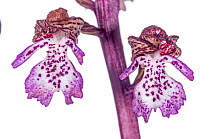 Lady Orchid (Orchis purpurea) individual flowers, Torrealfina, Lazio, Italy, April.