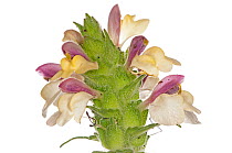 Bellardia (Bellardia trixago) in flower, semi-parasitic annual flower, Ferla, Sicily, Italy, April.
