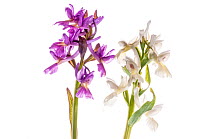 Roman Orchid (Dactylorhiza romana) flowers, two purple colour morphs, Viterbo, Italy, April.