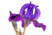 Twin-flowered iris (Iris bicapitata) flower , purple morph, found above 600m elevation. Endemic to Gargano, Italy. April.