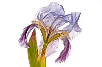 Twin-flowered iris (Iris bicapitata) flower, lilac morph, found above 600m elevation. Endemic to Gargano, Italy. April.
