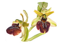Early spider orchid (Ophrys sphegodes)  flower, Torrealfina, Lazio, Italy, April.