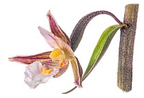 Marsh Helleborine (Epipactis palustris) in flower, uncommon species, Castelfiori, Umbria, Italy, June.