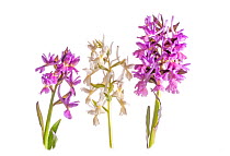 Roman Orchid (Dactylorhiza romana) in flower, purple and white colour morphs, Viterbo, Italy, April.