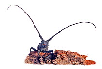 Longhorn Beetle (Cerambyx scopolii) emerging from woodpile near Orvieto. Italy, March.