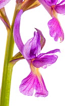 Roman Orchid (Dactylorhiza romana) in flower, magneta colour morph, Viterbo, Italy, April.